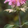 Monarda fistulosa, flowers