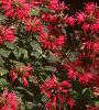 Monarda 'Gardenview Scarlet', habit