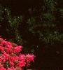 Monarda 'Gardenview Scarlet', habit