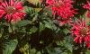 Monarda 'Gardenview Scarlet', habit