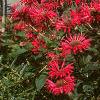 Monarda 'Gardenview Scarlet', habit