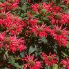 Monarda 'Gardenview Scarlet', habit