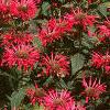 Monarda 'Gardenview Scarlet', habit