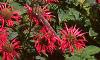 Monarda 'Gardenview Scarlet', habit