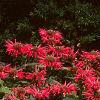 Monarda 'Gardenview Scarlet', habit