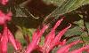 Monarda 'Gardenview Scarlet', flowers