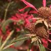 Monarda 'Gardenview Scarlet', flowers