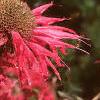 Monarda 'Gardenview Scarlet', flowers