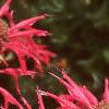 Monarda 'Gardenview Scarlet', flowers