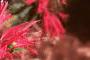 Monarda 'Gardenview Scarlet', flowers