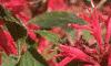 Monarda 'Gardenview Scarlet', flowers