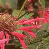 Monarda 'Gardenview Scarlet', flowers
