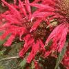 Monarda 'Gardenview Scarlet', flowers