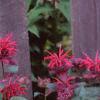 Monarda 'Raspberry Wine', habit