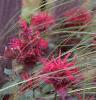 Monarda 'Raspberry Wine', habit