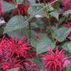 Monarda 'Raspberry Wine', habit
