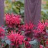 Monarda 'Raspberry Wine', habit