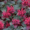 Monarda 'Raspberry Wine', habit