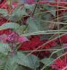 Monarda 'Raspberry Wine', habit