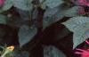 Monarda 'Raspberry Wine', habit