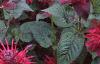 Monarda 'Raspberry Wine', habit