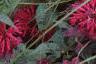 Monarda 'Raspberry Wine', habit