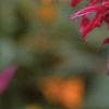 Monarda 'Raspberry Wine', flowers
