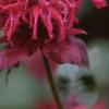 Monarda 'Raspberry Wine', flowers