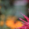 Monarda 'Raspberry Wine', flowers