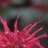 Monarda 'Raspberry Wine', flowers