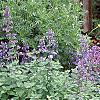 Nepeta racemosa 'Blue Wonder', habit