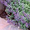Nepeta racemosa 'Blue Wonder', habit