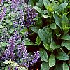 Nepeta racemosa 'Blue Wonder', habit