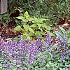 Nepeta racemosa 'Blue Wonder', habit