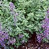 Nepeta racemosa 'Blue Wonder', habit
