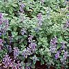 Nepeta racemosa 'Blue Wonder', habit