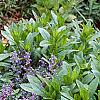 Nepeta racemosa 'Blue Wonder', habit