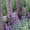 Nepeta racemosa 'Blue Wonder', habit