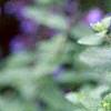 Nepeta racemosa 'Blue Wonder', flowers