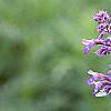 Nepeta racemosa 'Blue Wonder', flowers