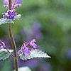 Nepeta racemosa 'Blue Wonder', flowers