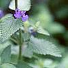 Nepeta racemosa 'Blue Wonder', flowers