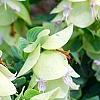 Origanum sipyleum, habit