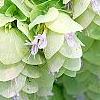Origanum sipyleum, habit