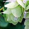 Origanum sipyleum, flowers