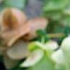Origanum sipyleum, flowers