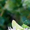 Origanum sipyleum, flowers