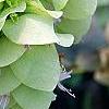 Origanum sipyleum, flowers