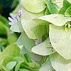 Origanum sipyleum, flowers