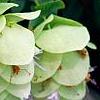 Origanum sipyleum, flowers